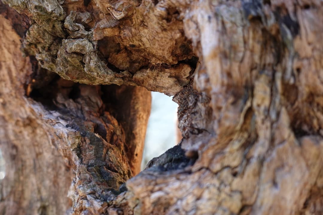 Weathered tree hollow in an old forest