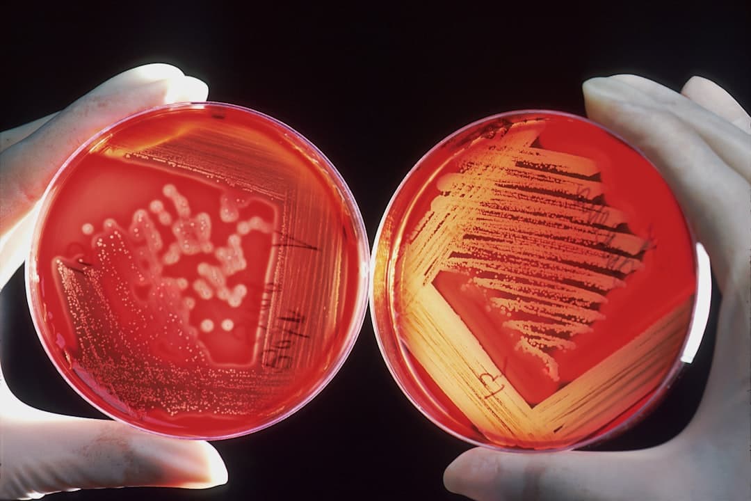 Gloved hands working with an agar culture plate in a lab