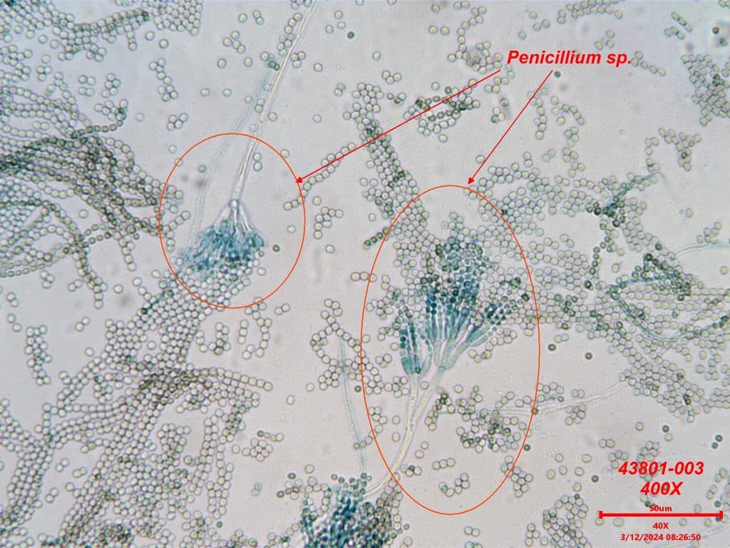 Microscopy slide from Air Allergen lab analysis