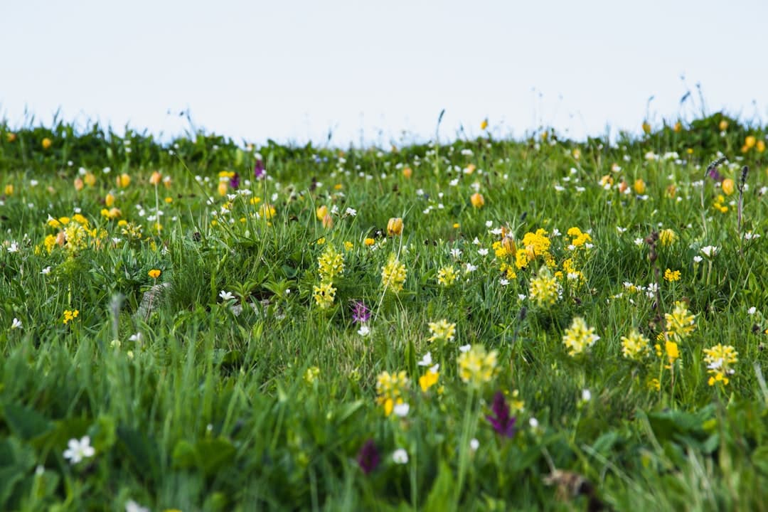 Spring flowers in bloom representing airborne pollen
