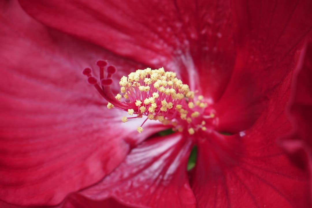 Macro photo of pollen and allergens
