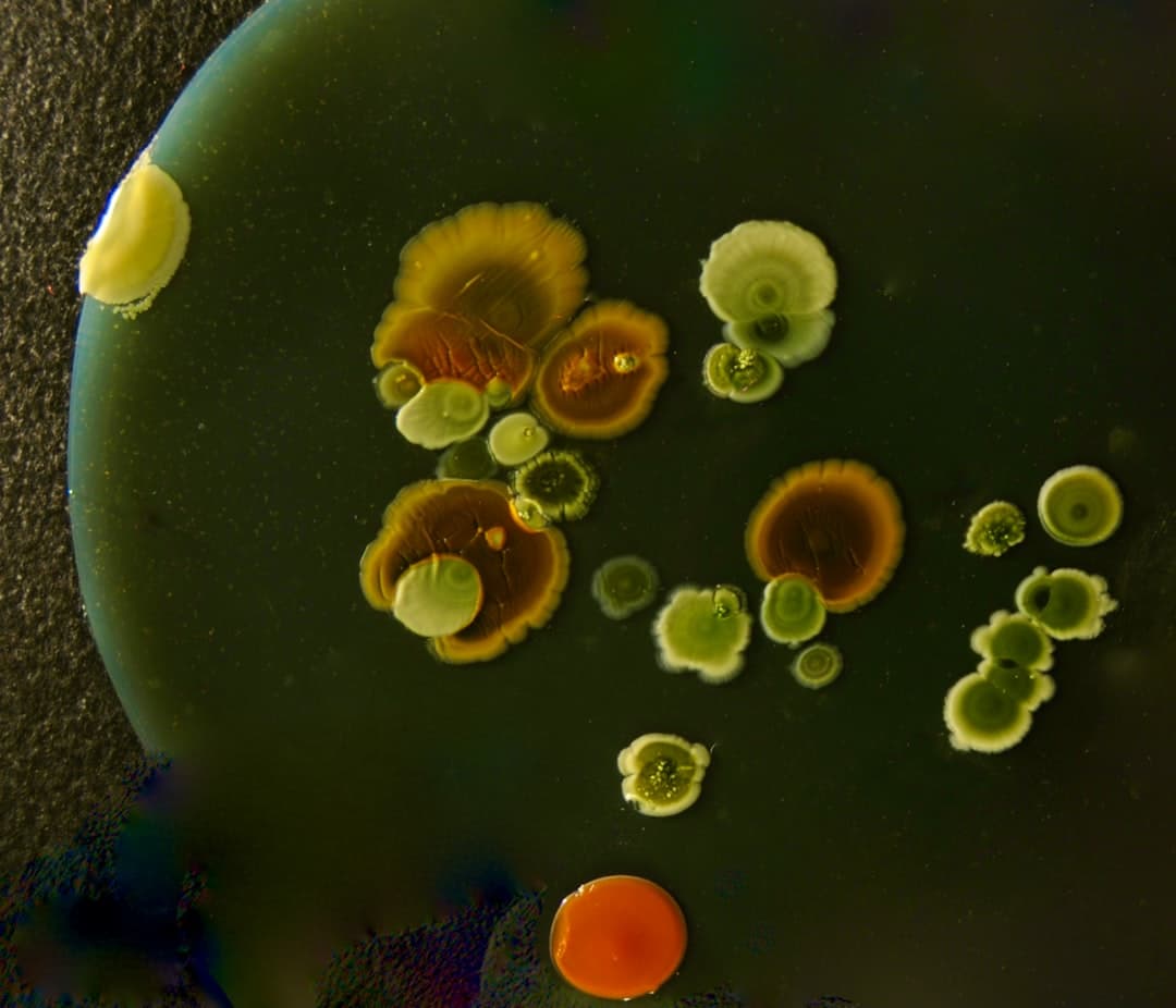 Mold growth on a culture plate