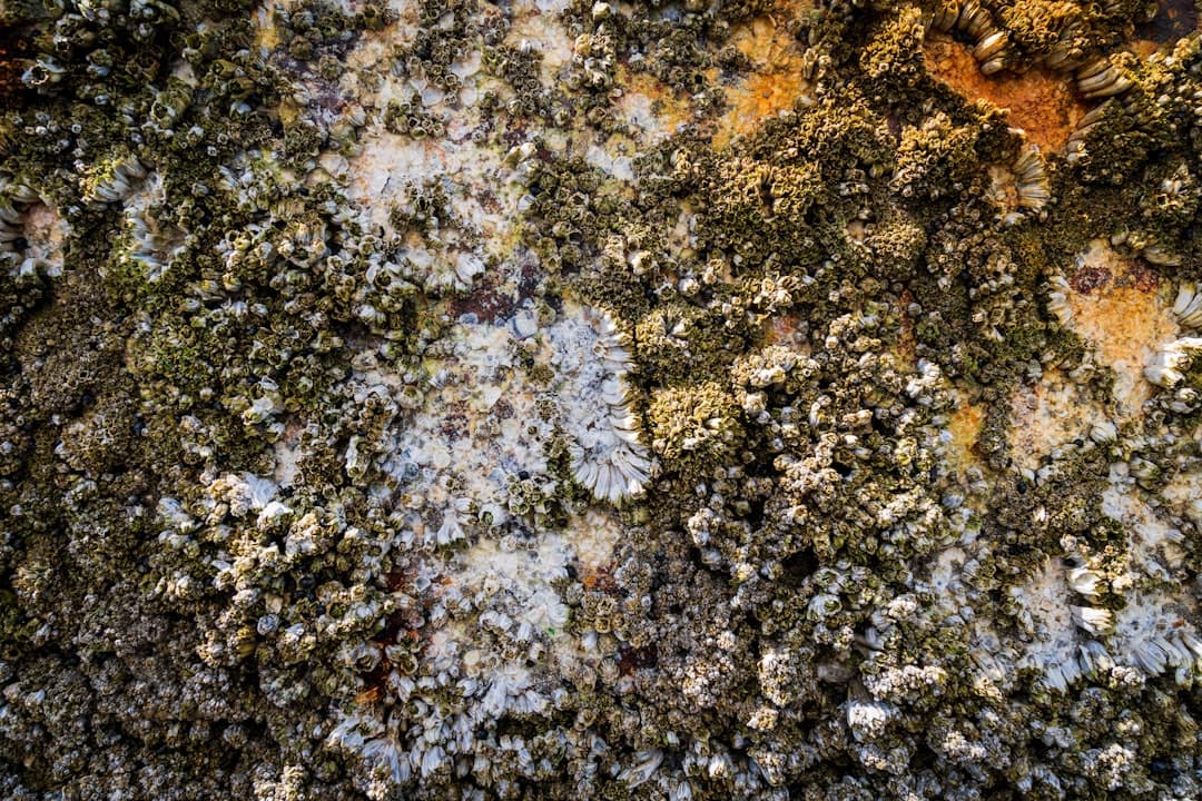 Mold growth on a wall surface